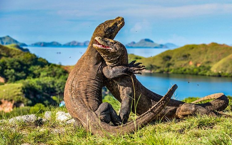https://api.amazevacations.com/uploads/medium_Komodo_e1df330f0b.jpg