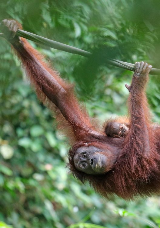 The Orangutan & Elephant Explorer: A Sumatran Eco-Adventure